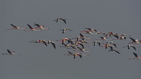 Migratory birds flying off from their winter habitat at Bhitarkanika.