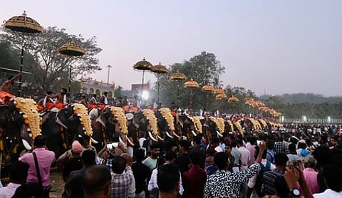 Every year, close to 100 captive elephants of Kerala participate in the rituals associated with the Thrissur Pooram.