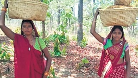 Centre asks MP government to look into forest rights claims