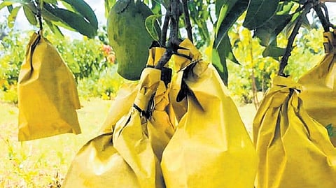 Mangoes covered using protective bags