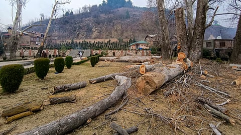 Centuries-old Chinar trees after being felled, at Rani Bagh, in Anantnag of J&K, Tuesday, Feb. 25, 2025.