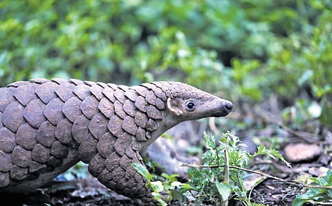 pangolin