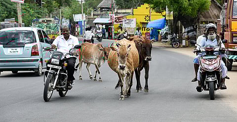 File photo of cattle let astray on a road in Tiruchy.