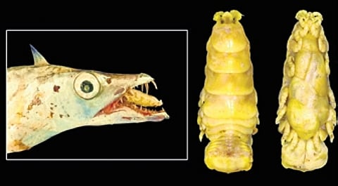 Image of the parasitic isopod Lobothorax Bharat