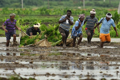 Farmers transport paddy saplings into the farm for plantation at the outskirts of Vijayawada.