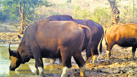 Animals captured drinking water from a saucer pit in the Luxettipet range of Kawal Tiger Reserve in Mancherial district