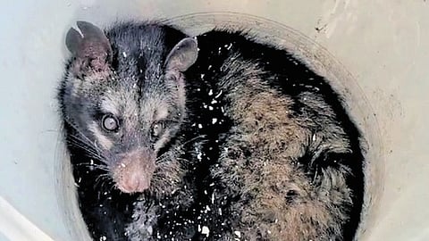 The civet cat descended from the Tadepalli hills and entered a local home.