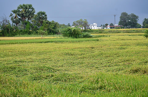 Farmers of Ambasamuthiram lost their paddy crop, which was ready for harvesting, to the recent rainfall in Tirunelveli.