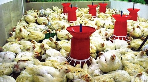 Poultry image used for representative purpose.