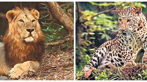 Following the grim disclosure of lion fatalities, the Gujarat government also revealed alarming figures on leopard deaths in the assembly.