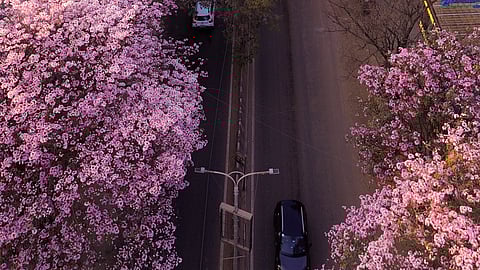 Pink Trumpet blooms in AECS Layout