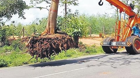 Representative image of translocating trees.