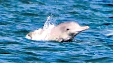 A humpback dolphin sighted by researchers of Karnataka University.