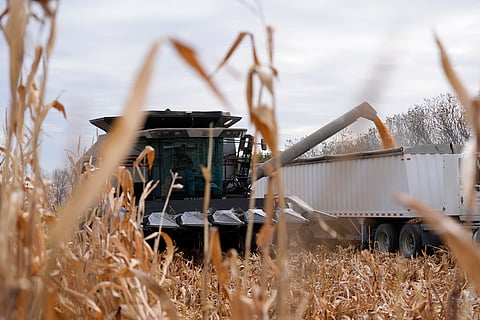 In this photo from Oct. 18, 2024, Martin Larsen transfers corn from his combine to a delivery truck, in Oronoco, Minnesota.