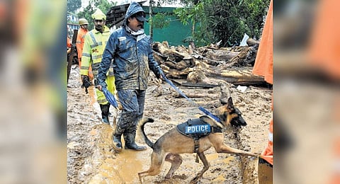 Maya engaged in rescue operation during the Wayanad landslide