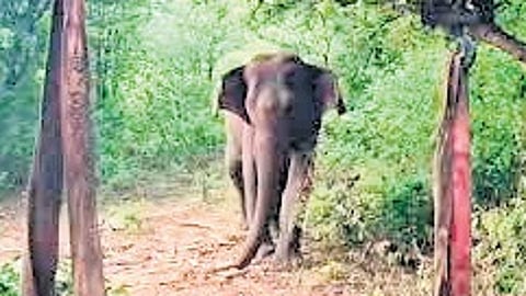 To address human-elephant conflicts, the government will establish a Wild Elephant Soft Release Centre in 20 sqkm within the Bhadra Tiger Reserve at Rs 20 crore.