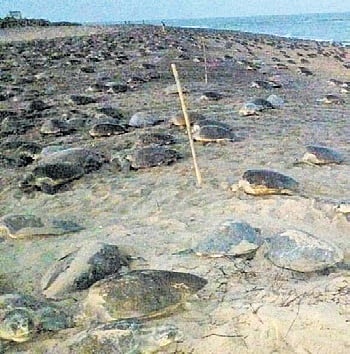 Olive Ridley turtles laying eggs on Eakakulanasi island