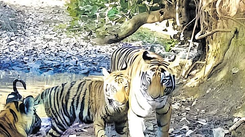 Announcing the designation of Madhav Tiger Reserve, Union Evironment Minister said, “58th roar and counting!” and praised dedication of forest officials