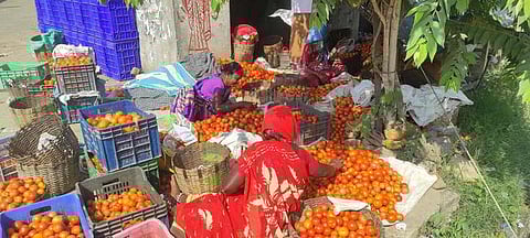 Farmers involved in transporting and packaging tomatoes in a private market in Dharmapuri