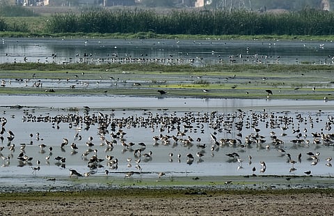 The wet land at Perumbakkam. The State has been losing out on the Centre's share under NPCA, which has not been released.