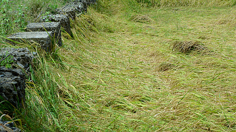 Unseasonal rain has severely impacted the fully matured paddy crops. Image used for representational purposes only.