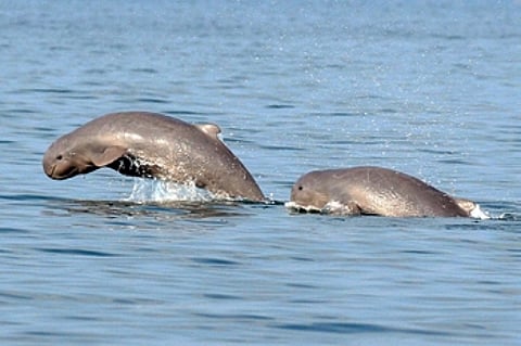 The overall dolphin population in the state was 743 in 2023-24 estimation, 733 in 2022-23 estimation and 726 during 2021-22.