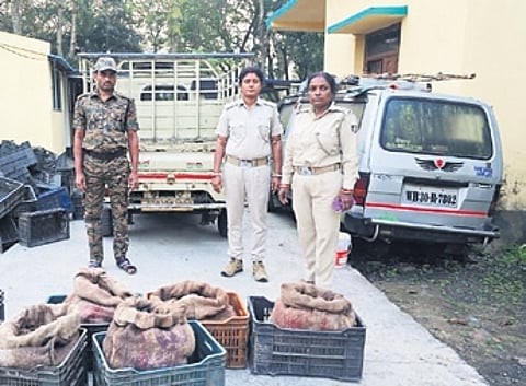 During search, the forest staff found a secret chamber beneath the van’s cargo box and found soft-shelled turtles packed in gunny bags inside it.