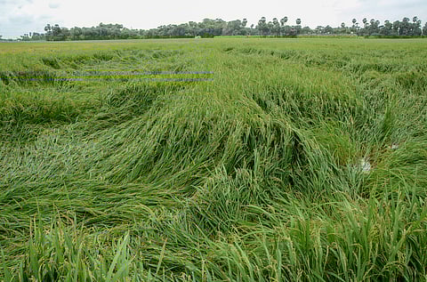 Unseasonal rainfall, accompanied by summer gales, has severely affected harvest-ready paddy in several blocks of Madurai, including Vadipatti, leaving farmers worried and financially strained
