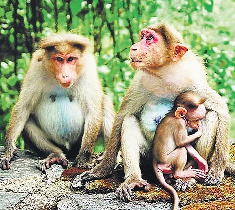 Monkey menace: J&K farmers told to use alternative fruit crops, solar fencing