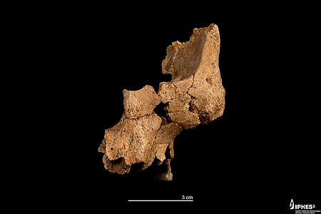 The fossil is catalogued as ISIR 282. Notable features include a vertically oriented pubis and a distinct pelvic structure.