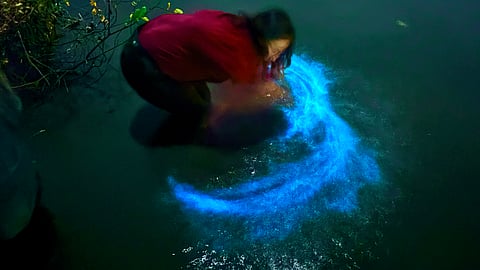 Visitors have been thronging Kumbalangi to see bioluminescence