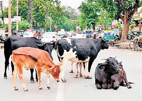 NHAI proposes cattle shelters every 50 km along highways