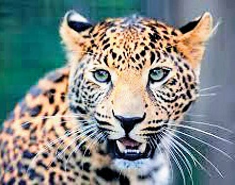 Srinagar Diary | Human-animal conflict on the rise in J&K