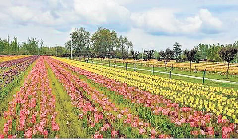 Carpet of 17 lakh tulips to welcome visitors in Tulip garden in Srinagar