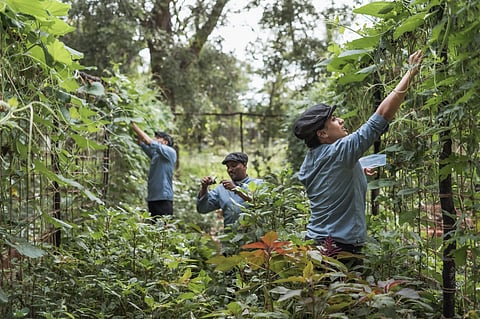 Farm to Feathers in the Cap