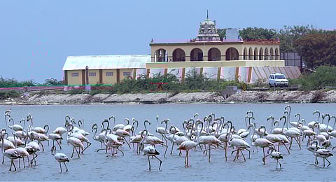 In this photo from March 25, 2018, Flamingos gather looking for prey near the Kothanda Ramar Temple in Dhanushkodi.