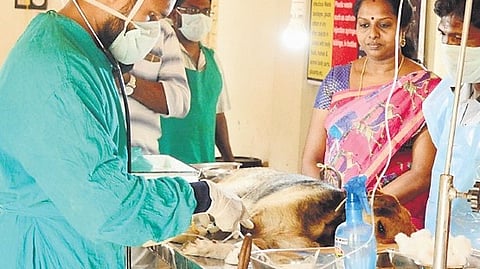 A key challenge in reducing the spread of rabies in Tamil Nadu is the lack of comprehensive anti-rabies vaccination (ARV) and ABC programmes.