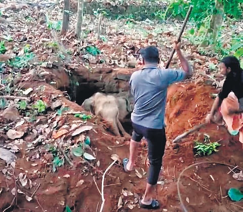 Forest team officials rescuing the elephant calf that fell into a well at Kumbalathode near Mekkappala forest station in Perumbavoor