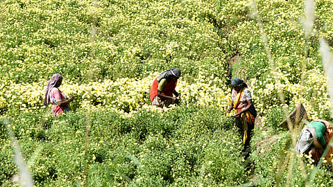Flowers cultivation farmland near Tiruchy