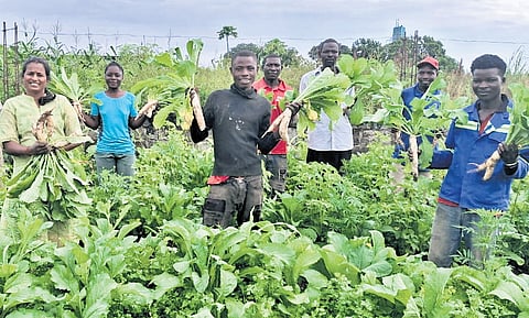 Zambian farmers opt for natural farming to reap benefits.