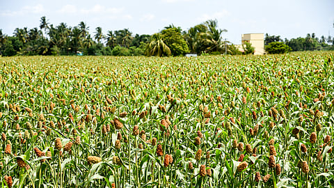 Image of millet crop used for representational purposes only.