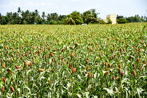 Millets cultivation farmland near Tiruchy