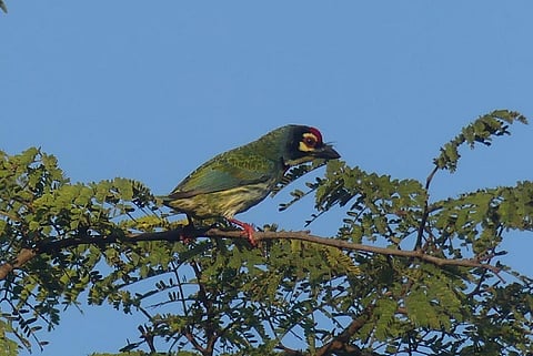 The sighting of a coppersmith barbet, a green bird with a red head, yellow cheeks, and a yellow throat-sparked the most excitement among the team.