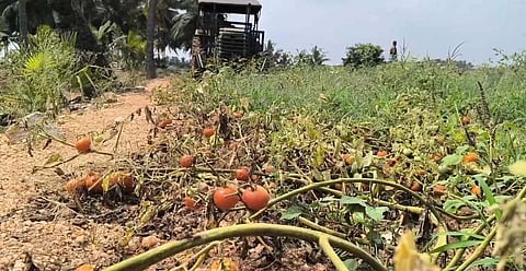 A farmer has given tomatoes (local variety) to the public free of cost near Palladam in Tiruppur district due to lack of price. He destroyed the remaining tomatoes and crops in the field with a tractor on Monday. He expressed concern over the loss caused by the price fall in tomatoes.