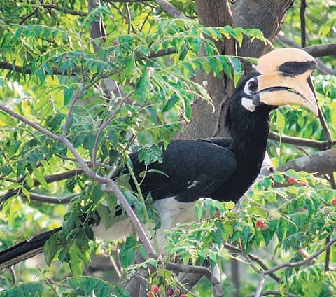 Nest for future: Uttarakhand’s forests set to flourish with bird-friendly flora