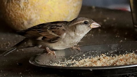World Sparrow Day was observed on March 20 (File photo)