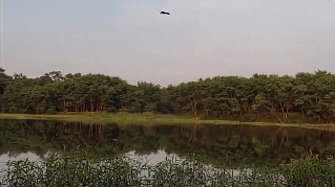 Kancha Gachibowli Forest and KBR Park (390 acres), though separate, share similar biodiversity, including birds, mammals, reptiles, insects, flora and geological features.