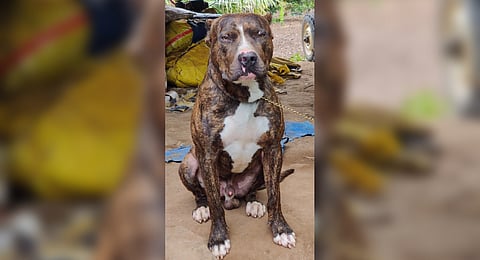 The 12-foot-long cobra bit the pitbull several times when the dog didn’t allow it to move towards the children.