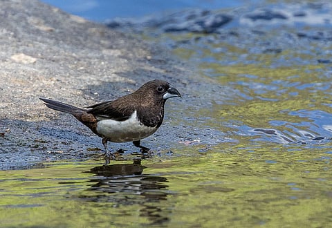 White-rumped Munia, spotted during the synchronised bird estimate 2025 in Coimbatore district.