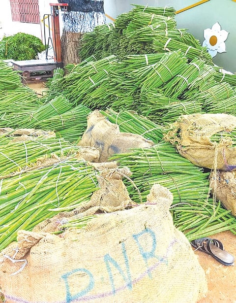 Officials from the horticulture department said that good harvest is the main reason for the decline in prices.